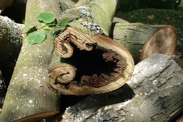 Baumgutachten-Lux – ökologische Baubegleitung