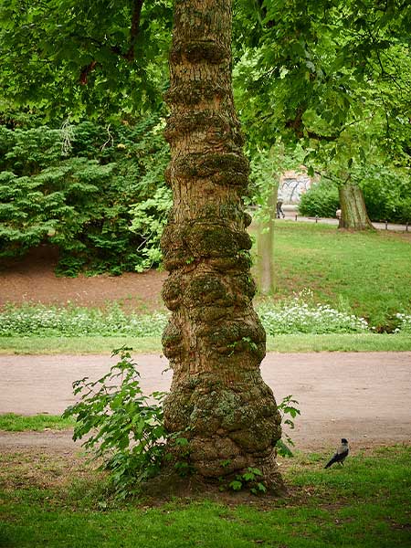 Baumgutachten-Lux – Gutachten Baumstammauswüchse