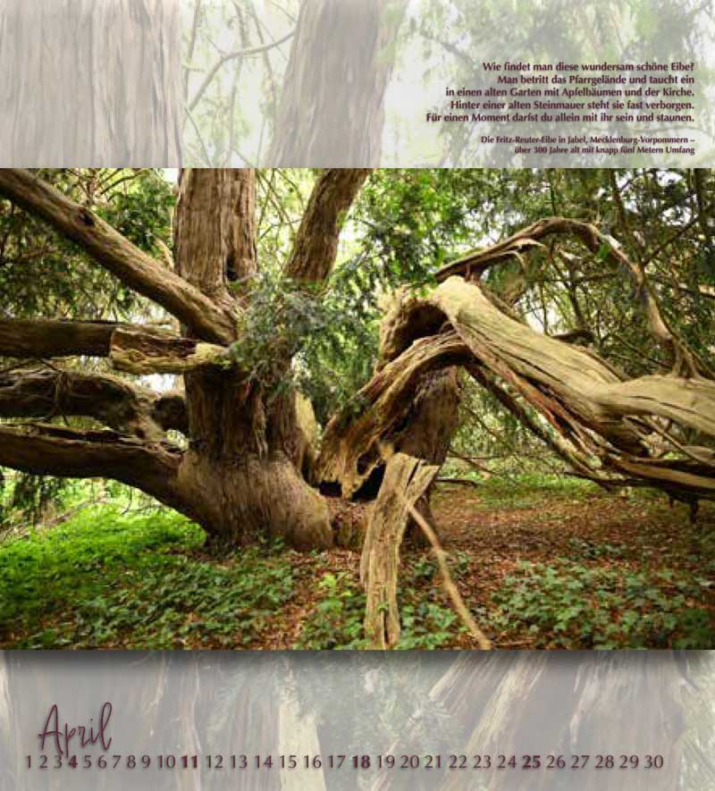 Baumgutachten Lux – Baumkalender 2027, April